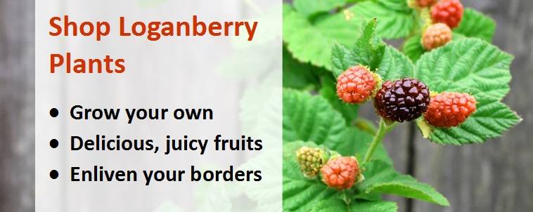 Shop loganberry plants banner
